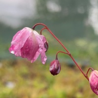 Epimedium  'Sasaki'